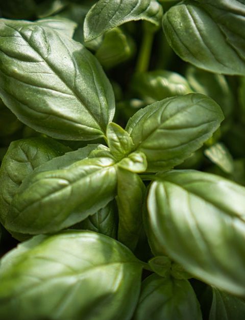 Easy Ways to Add Herbs to Everyday Meals