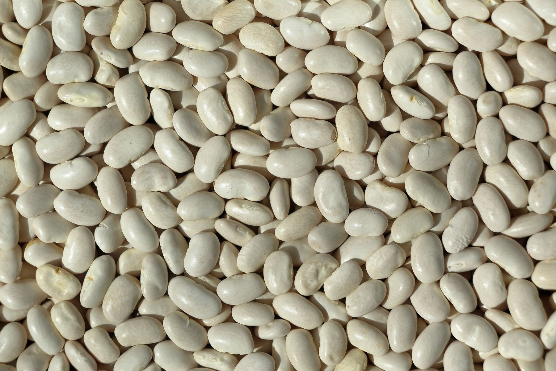 White beans in close-up; ingredient, not a cooked bean-and-kale dish.