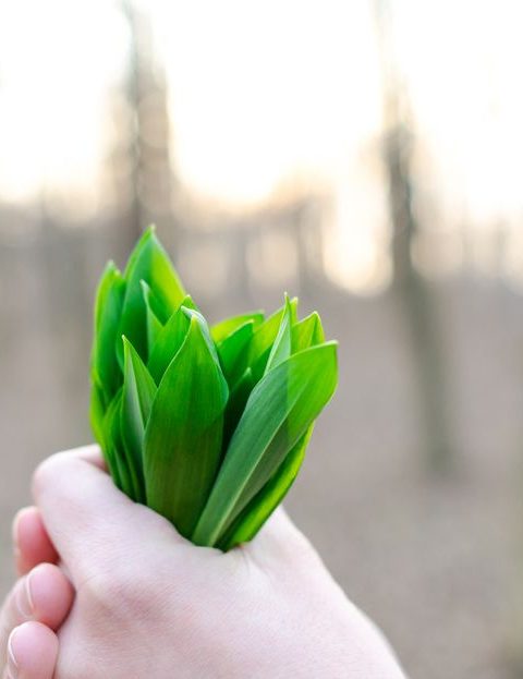 Wild Garlic and Potato Soup